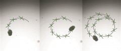肺细胞制成的微型生物机器人问世